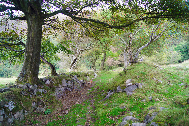 On the path towards Green Hill