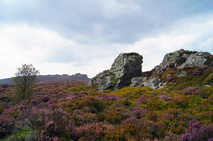 Sedimentary Quartzite on Heather Moor