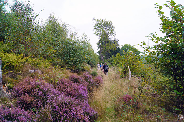 On the track towards Knolls Cottage