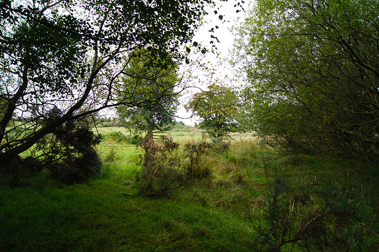 Small copse near Knolls Farm