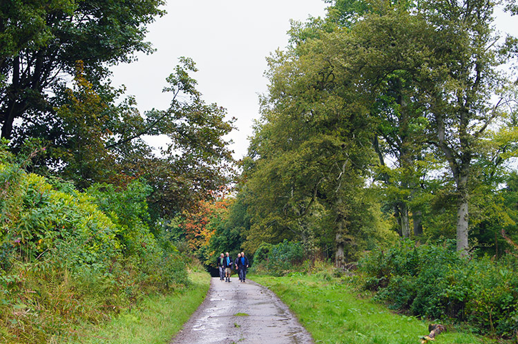 On the road to Woolers Wood