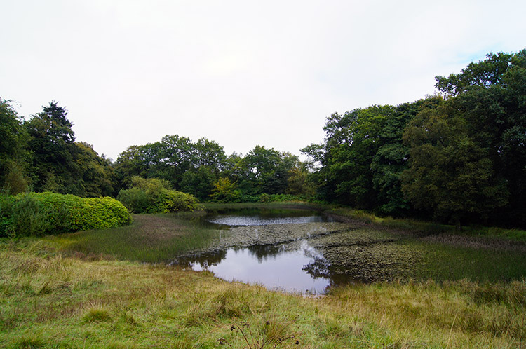 Pool in Wooler's Wood