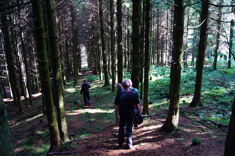 Walking through Big Wood