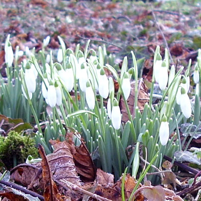 Snowdrops in the churchyard