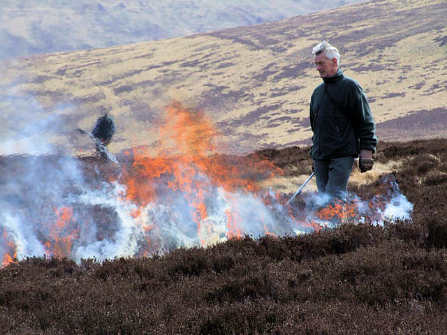 Burning the heather