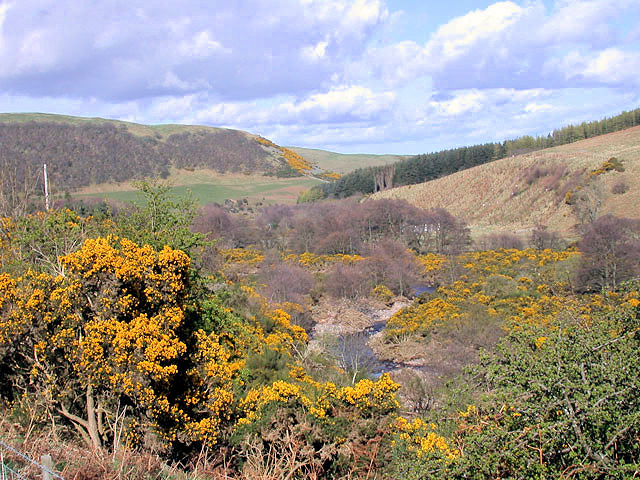 Gorse