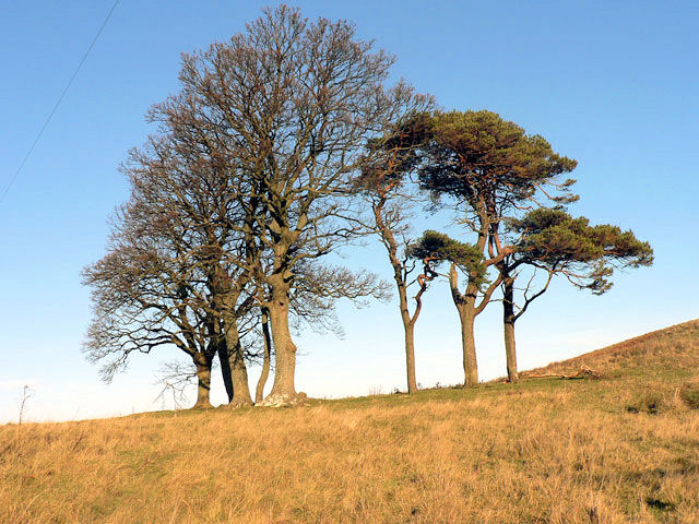 Copse of trees below Great Hetha