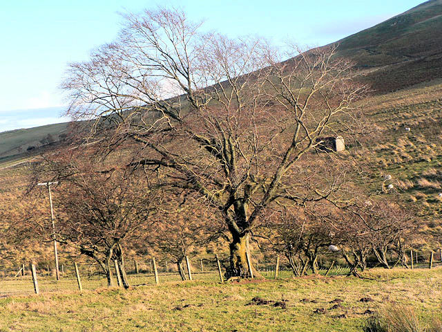 The Wych Elm