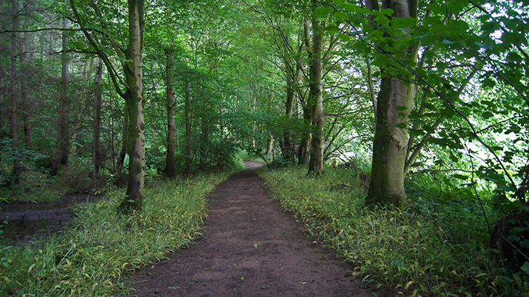 In the midst of Wild Garlic