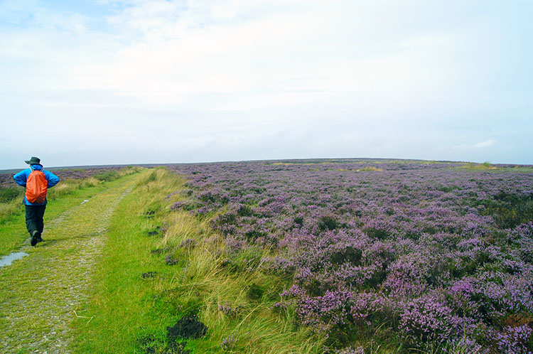 Levisham Moor