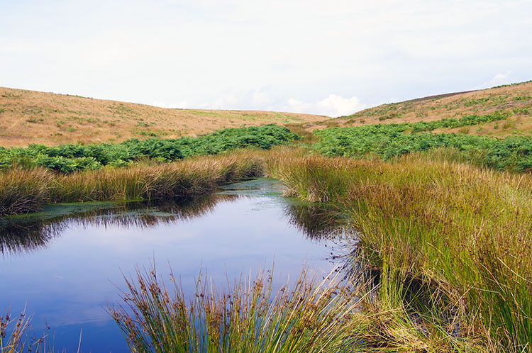 Dundale Pond