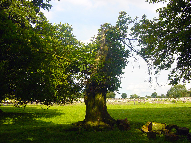 Lightning Strike Tree