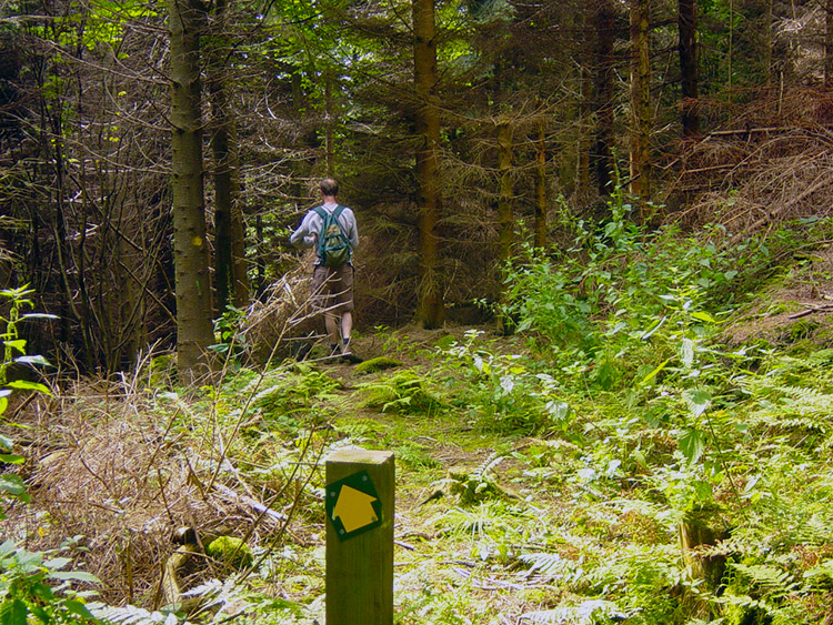 Cockerdale Wood