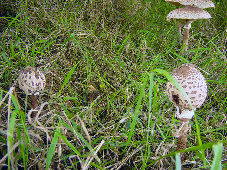 Parasol Mushrooms near Hell Hole