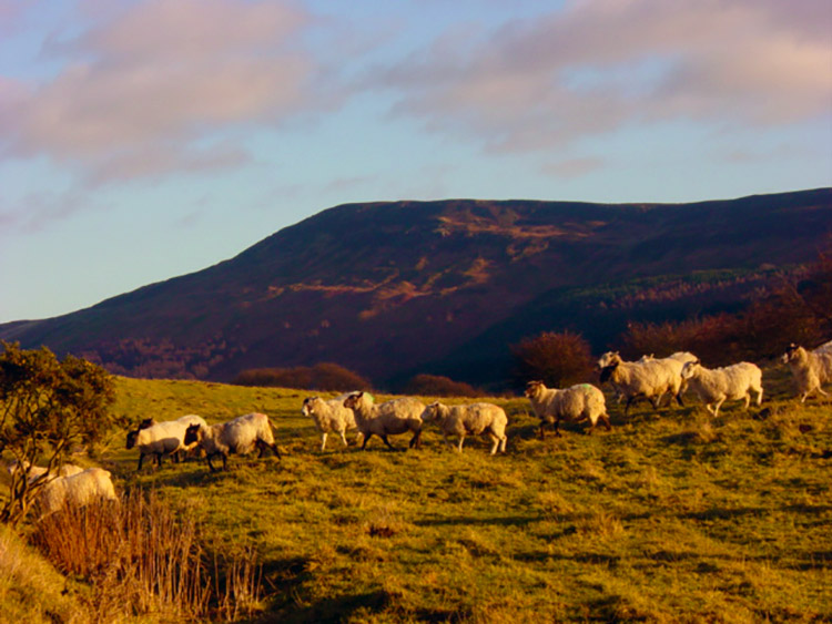 Sheep cross our path near Whorlton House