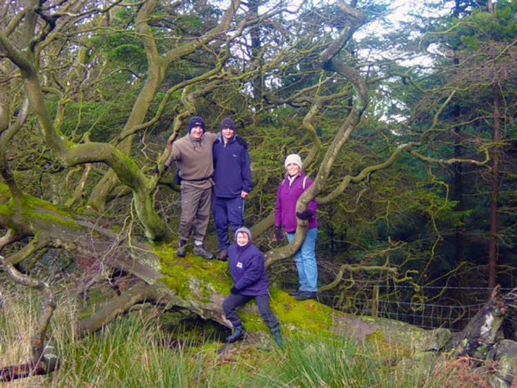 We celebrate this fallen tree below Great Bonny Cliff 