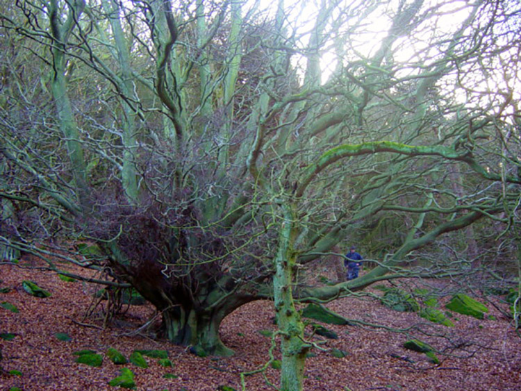 This tree fans out resplendently in Bonny Wood