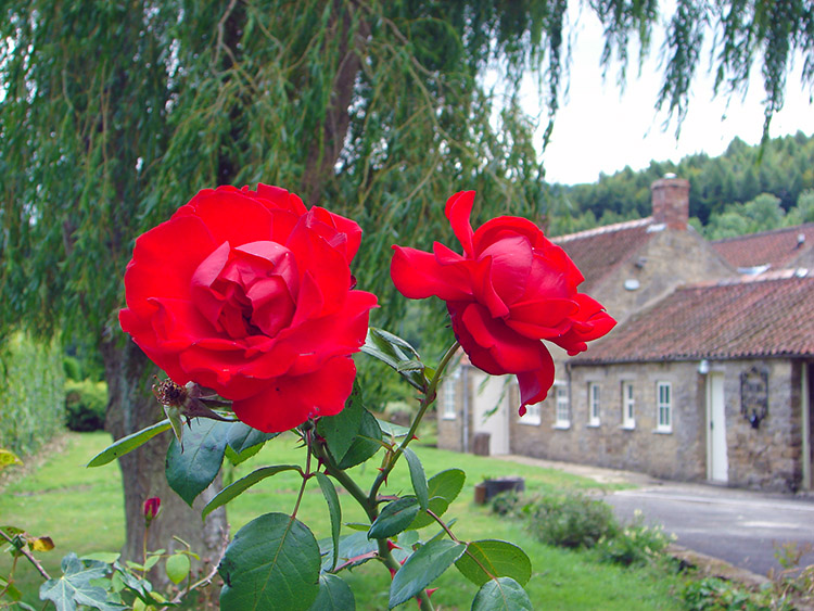 Beautiful red roses near Rievaulx Bridge