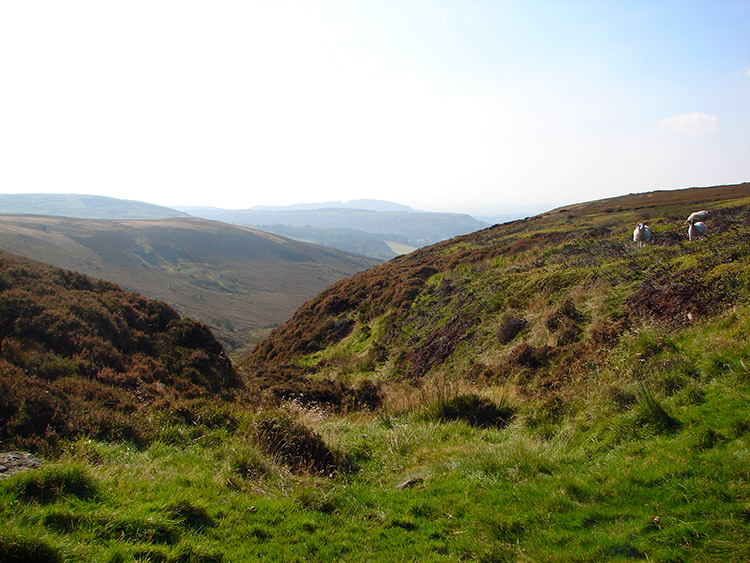 White Gill Head