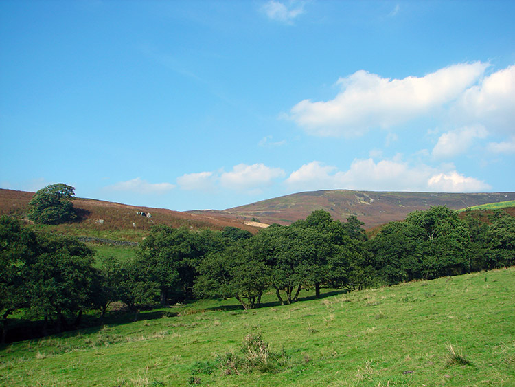 A line of trees disclose White Gill Beck