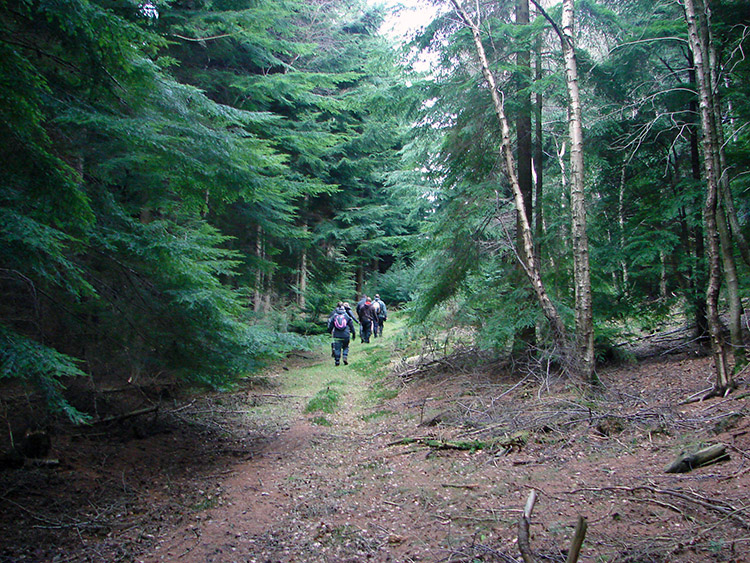 Walking through Banniscue Wood