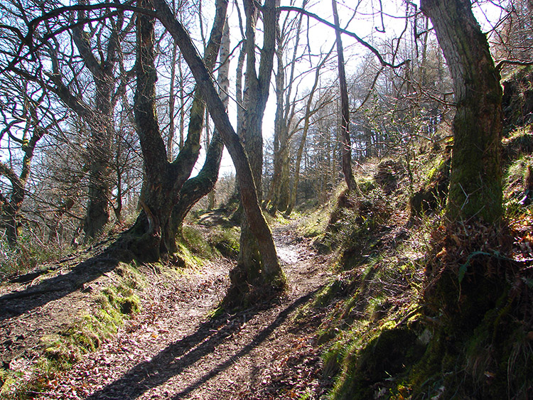 Farndale Woodland