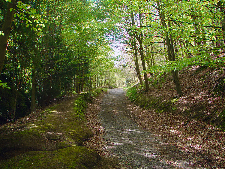 Hutton Wood near Guisborough