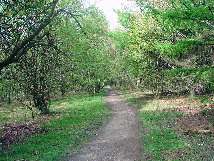 Woodland on Coate Moor