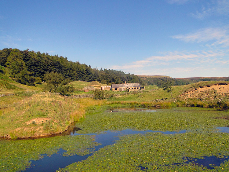 Lovely wild pond in Rosedale