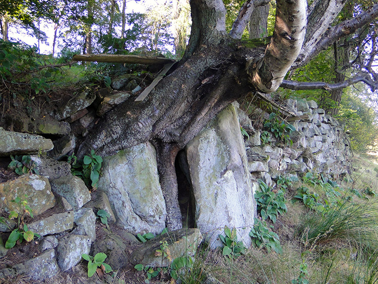 A determined tree fights the rock