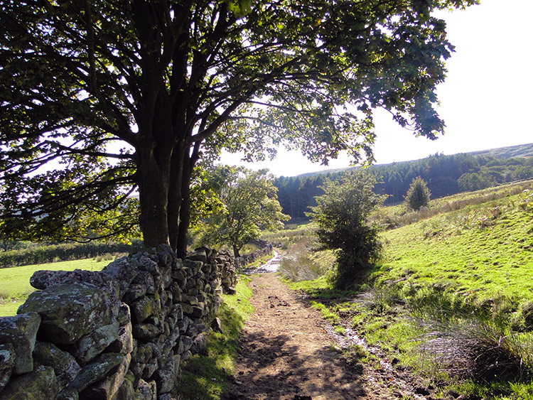 The Daleside Road track