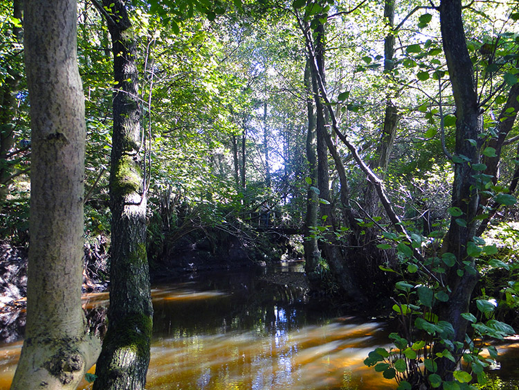 Pond and woodland near Low Thorgill Farm