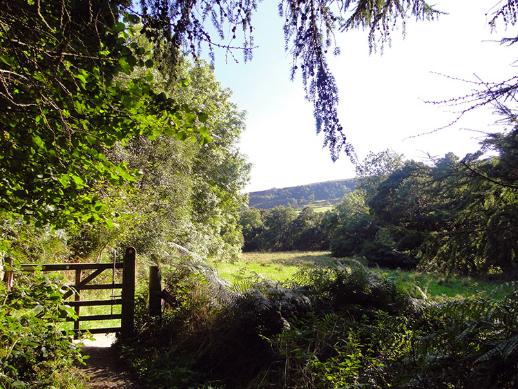 The lane leading back to Rosedale