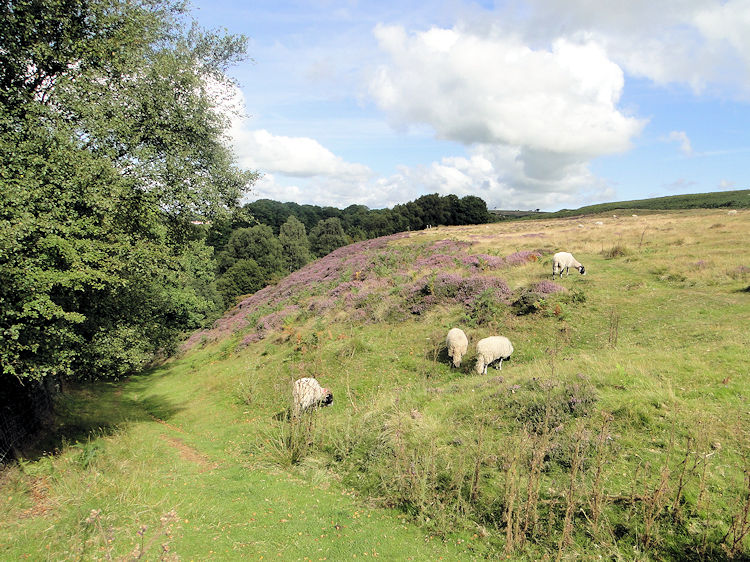 Heather in blossom