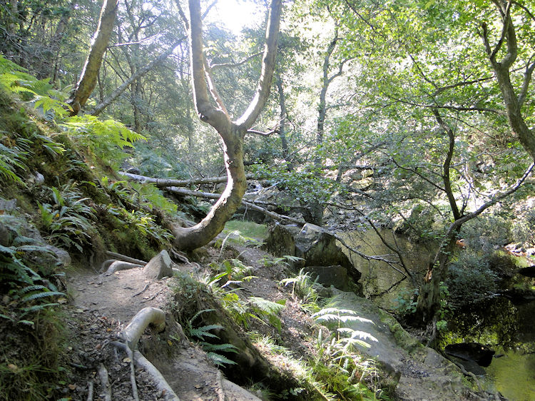 Assault course path beside West Beck