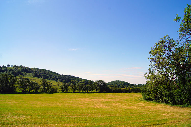 Pristine Field