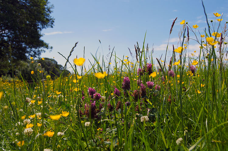 Flower Meadow