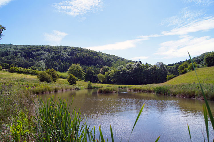 Pond near Southwoods Hall