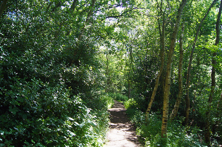 Scrub near Gormire Lake