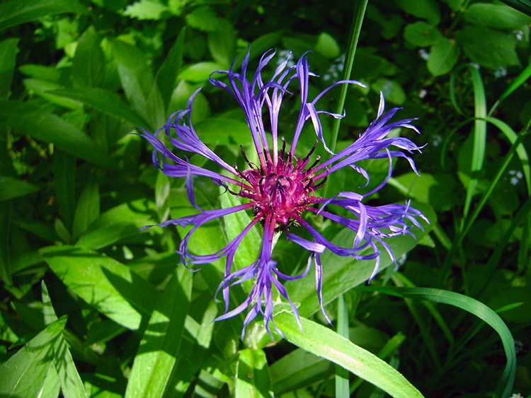 Cornflower thrives in Lower Wensleydale