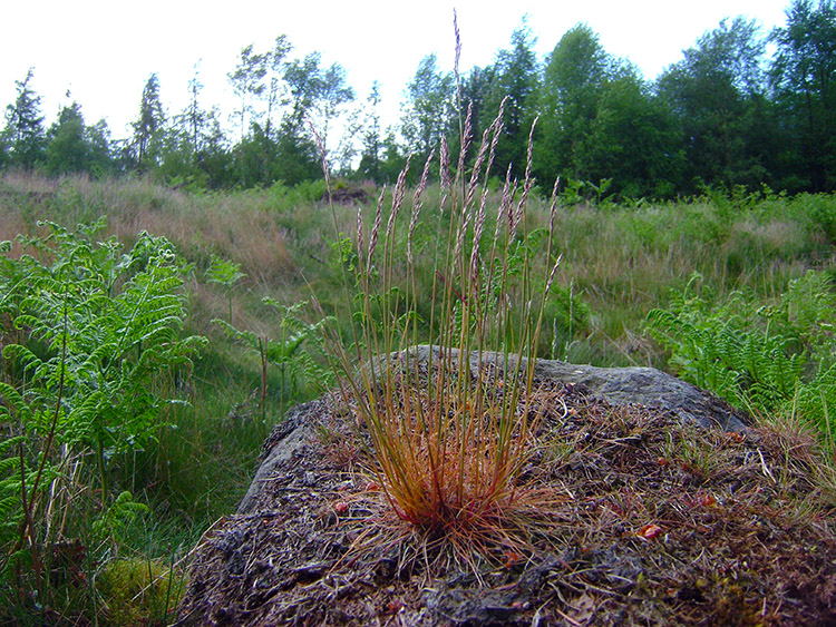 Grass on rock