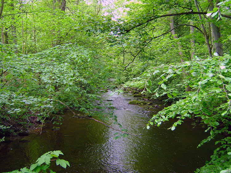 Back by the River Burn