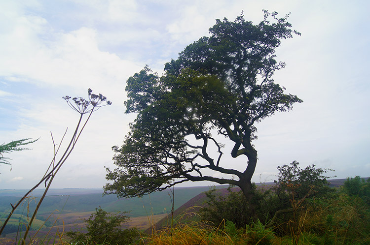 Tree on the edge of the Hole of Horcum