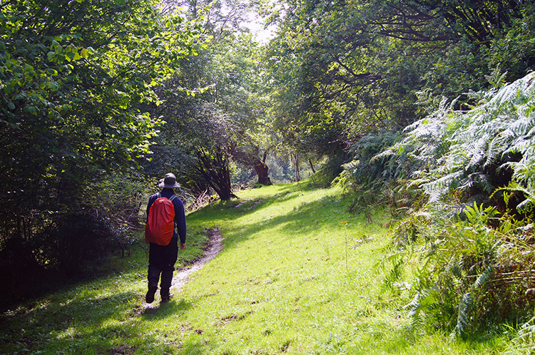 Alongside Levisham Wood towards Ness Head