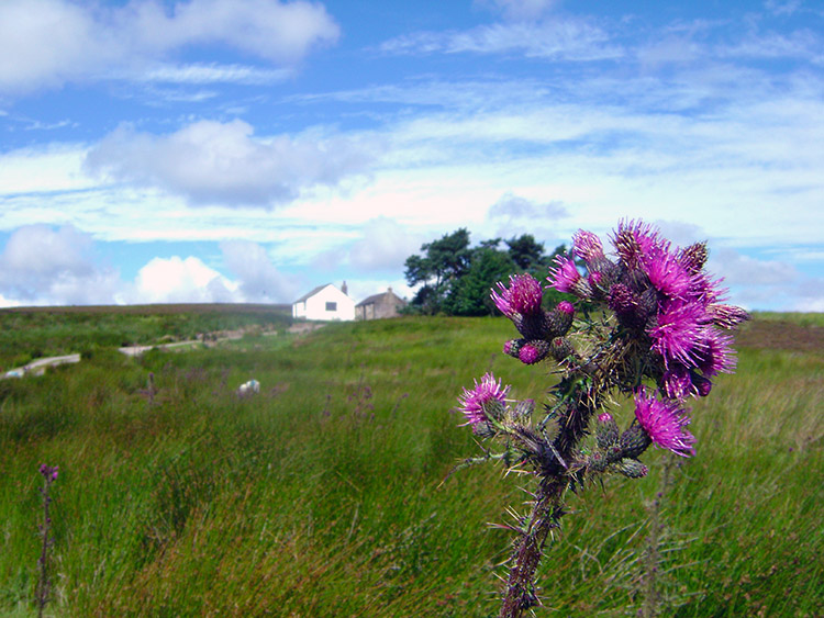 Thistle blossom on Dallowgill Moor