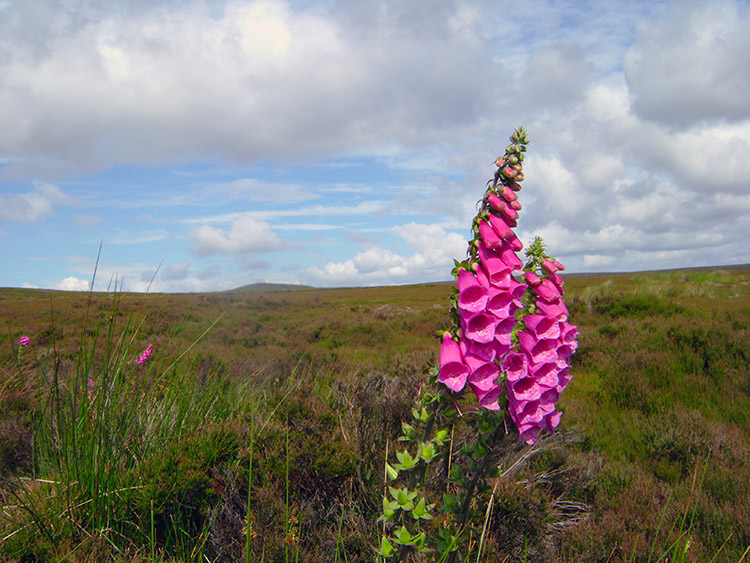 Vibrant pink foxglove on Kettlestang Hill