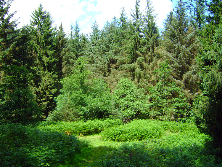 Woodland near Dallow Hall and Manchester House