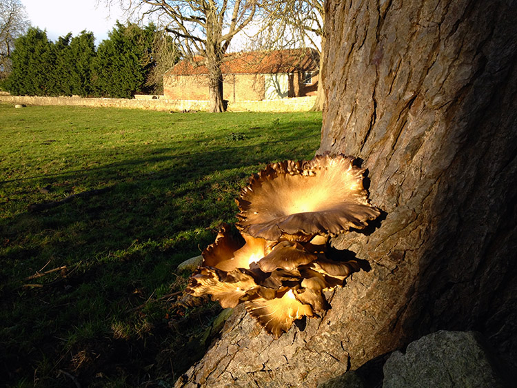 Fungi show at Crown Farm