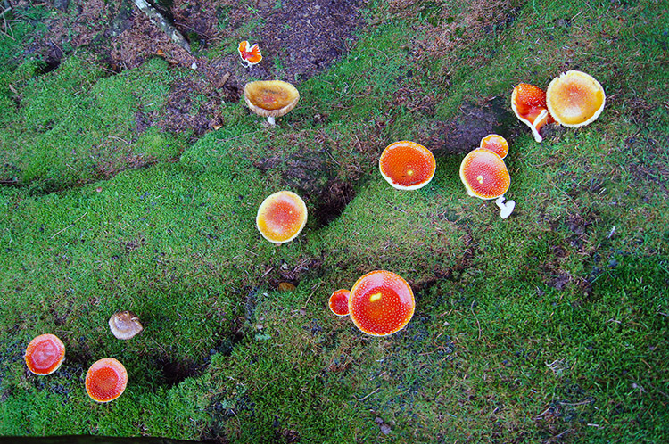 Fungi and moss