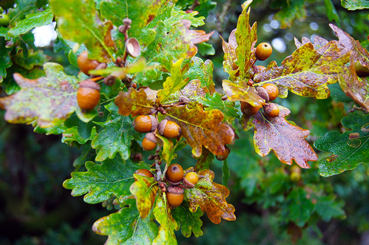 Acorns